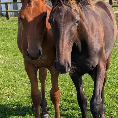 別荘 Le Du Haras D'havetot アンクトヴィル