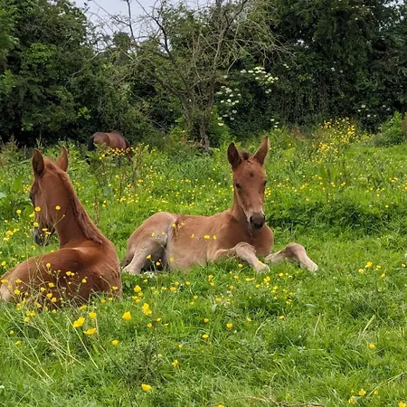 Le Du Haras D'havetot * アンクトヴィル