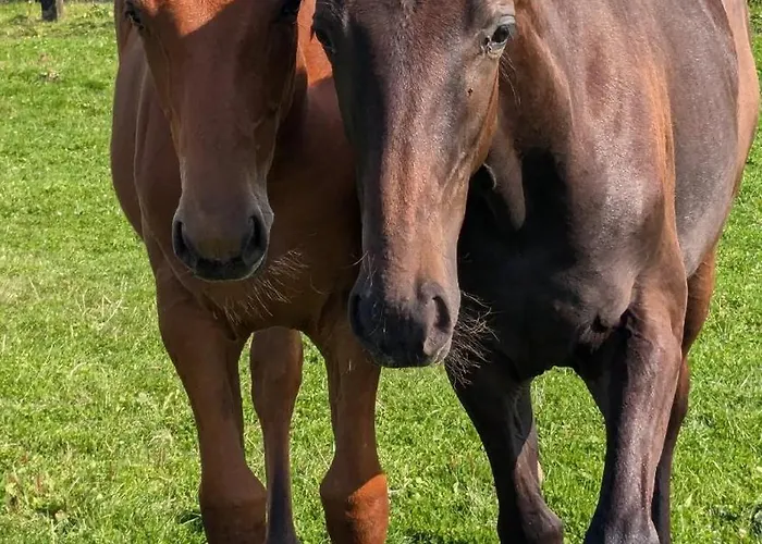 Feriehus Le Du Haras D'havetot Anctoville